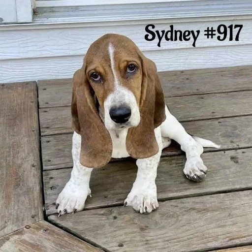 917Sydney.JPG