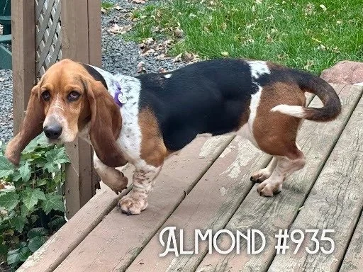 935Almond.JPG