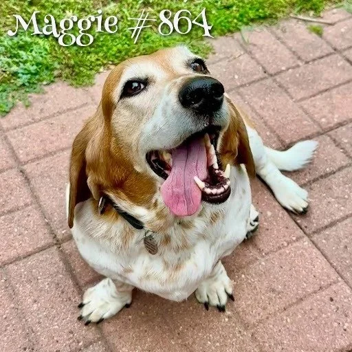 864Maggie.JPG