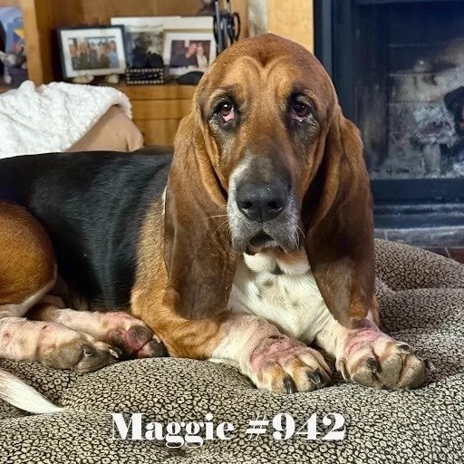 942Maggie.JPG