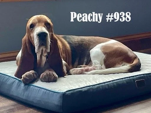 938Peachy.JPG