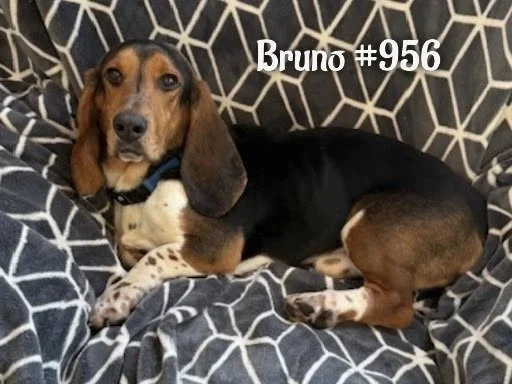 956Bruno.JPG