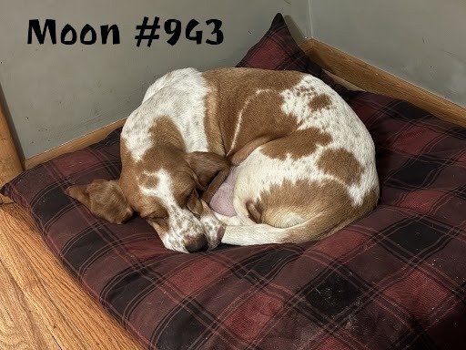 943Moon.JPG