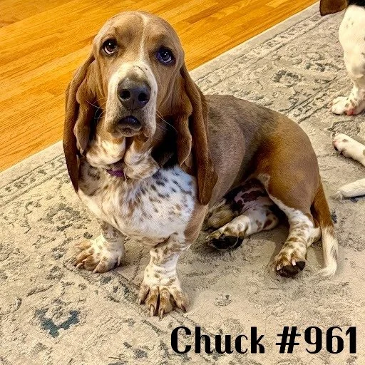 961Chuck.JPG