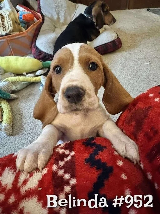 952Belinda.JPG
