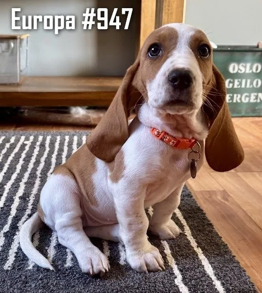 947Europa.JPG