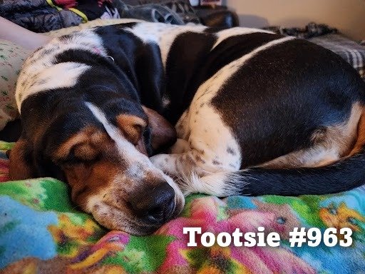 963Tootsie.JPG