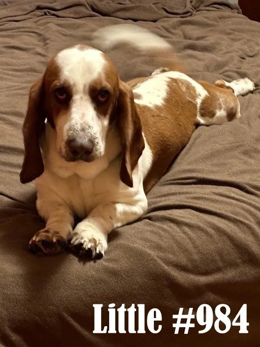 984Little.JPG