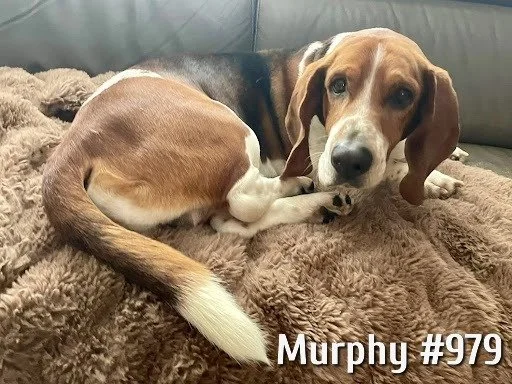 979Murphy.JPG