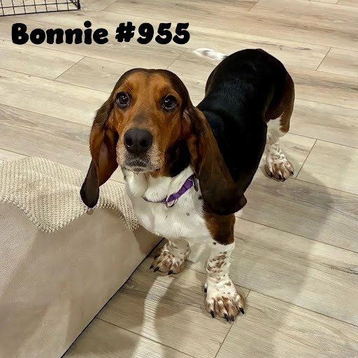 955Bonnie.JPG