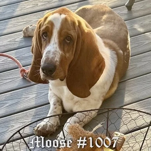 1007Moose.JPG