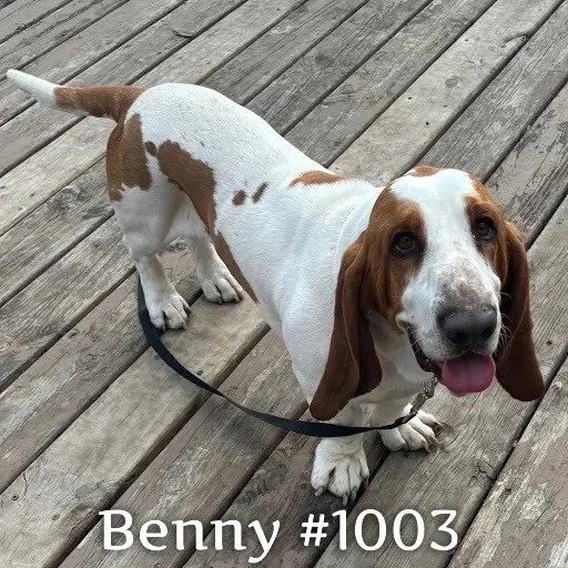 1003Benny.JPG