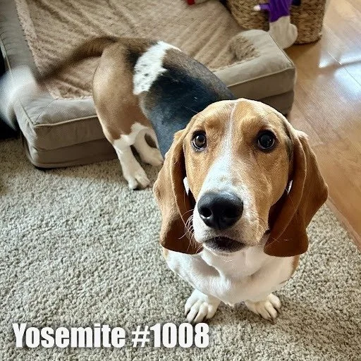 1008Yosemite.JPG