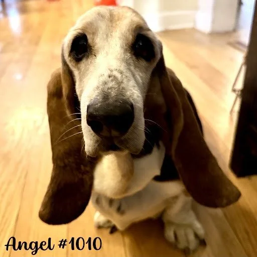 1010Angel.JPG