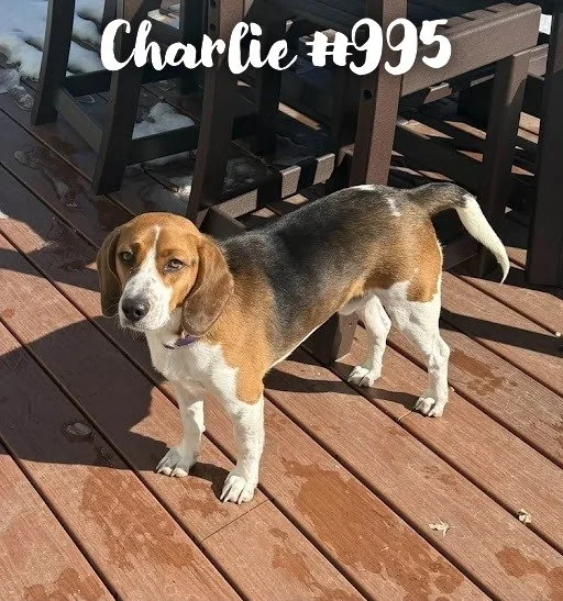 995Charlie.JPG
