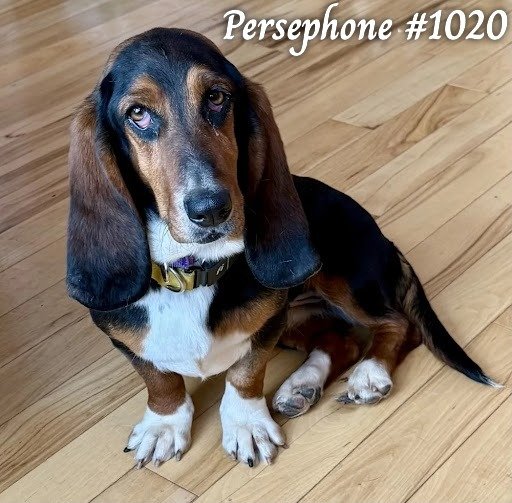 1020Persephone.JPG