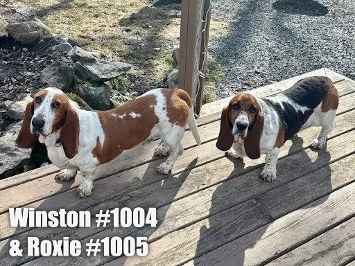 10041005WinstonRoxie.JPG