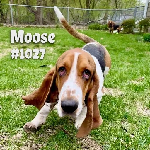 1027Moose.JPG