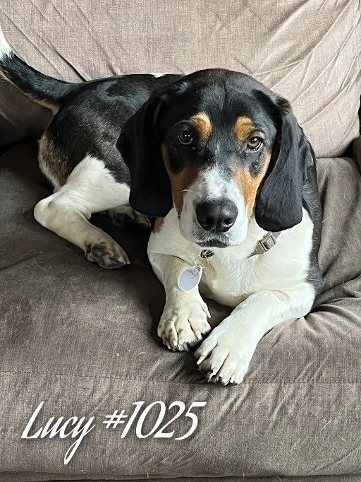 1025Lucy.JPG