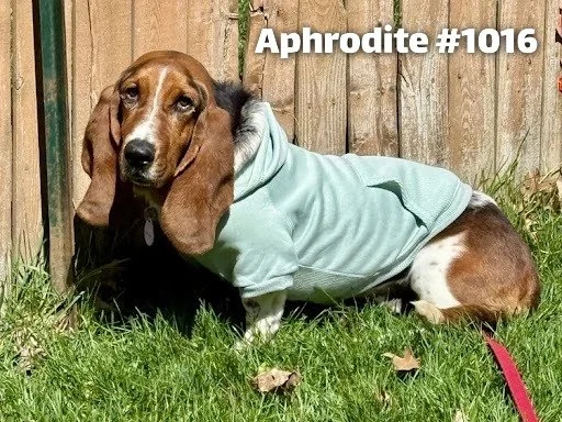 1016Aphrodite.JPG