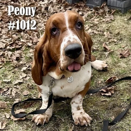 1012Peony.JPG