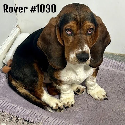 1030Rover.JPG