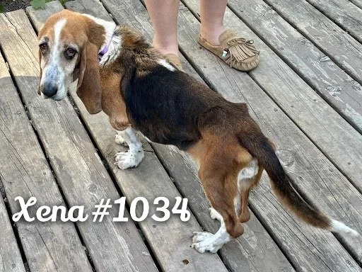 1034Xena.JPG