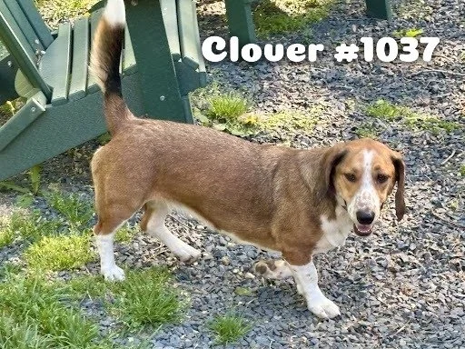 1037Clover.JPG