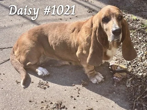 1021Daisy.JPG