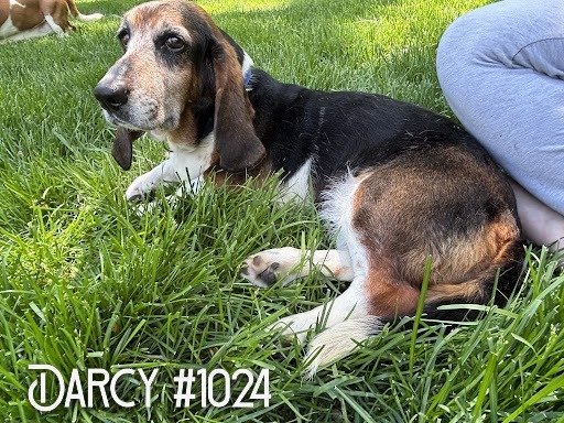 1024Darcy.JPG