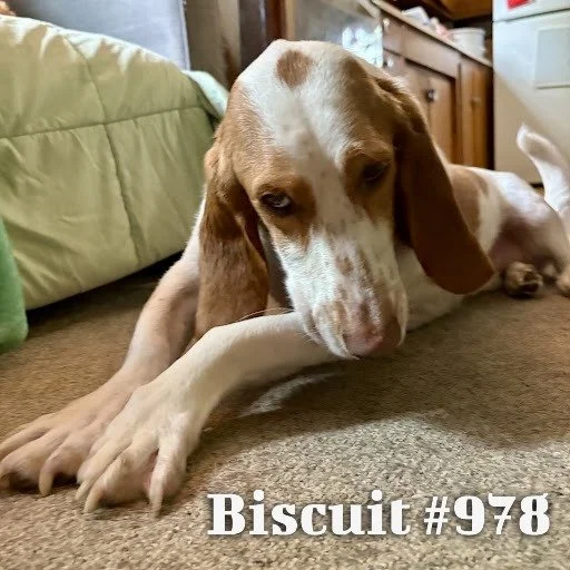 978Biscuit.JPG