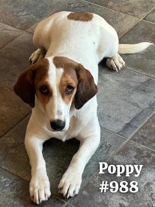 988Poppy.JPG