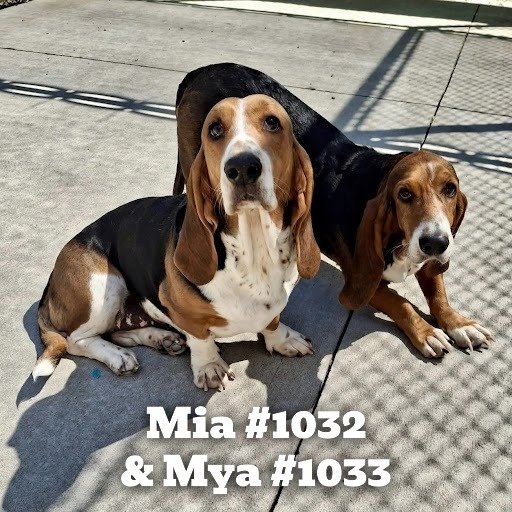 1032Mia1033Mya.JPG