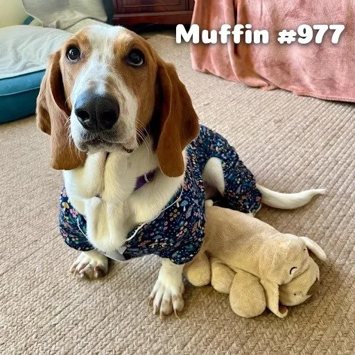 977Muffin.JPG