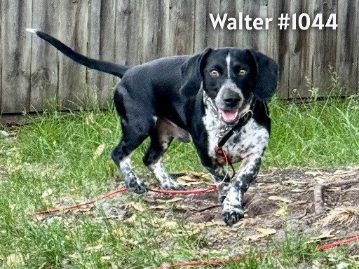 1044Walter.JPG