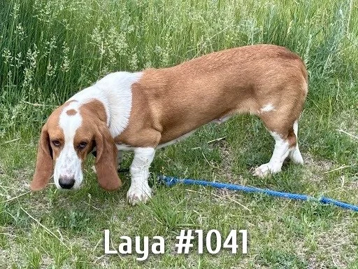 1041Laya.JPG