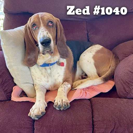 1040Zed.PNG