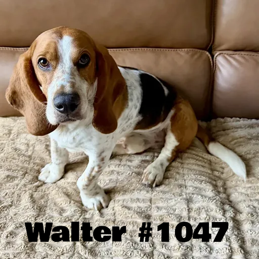 1047Walter.PNG
