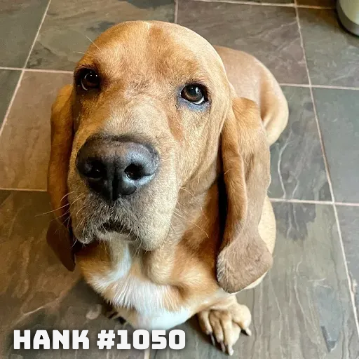 1050Hank.PNG