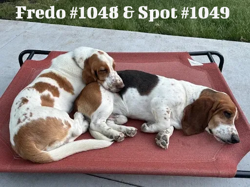 10481049FredoSpot.PNG