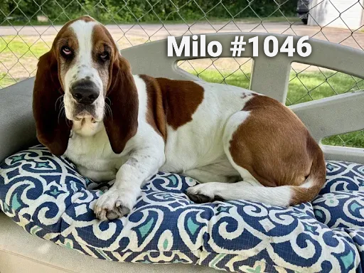 1046Milo.PNG
