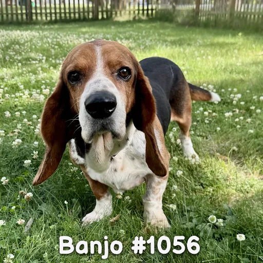 1056Banjo.PNG