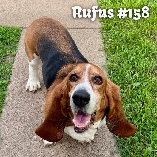 158Rufus.PNG