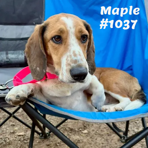 1037Maple.PNG