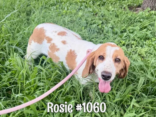 1060Rosie.PNG