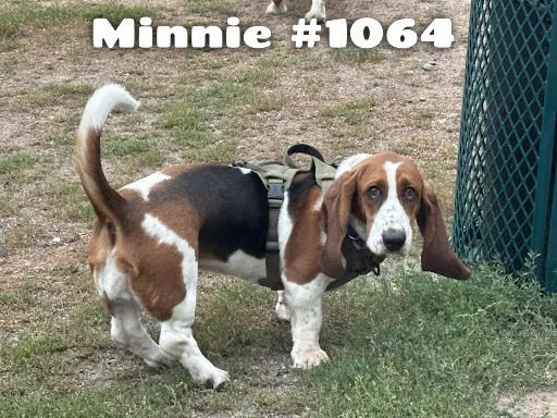 1064Minnie.PNG