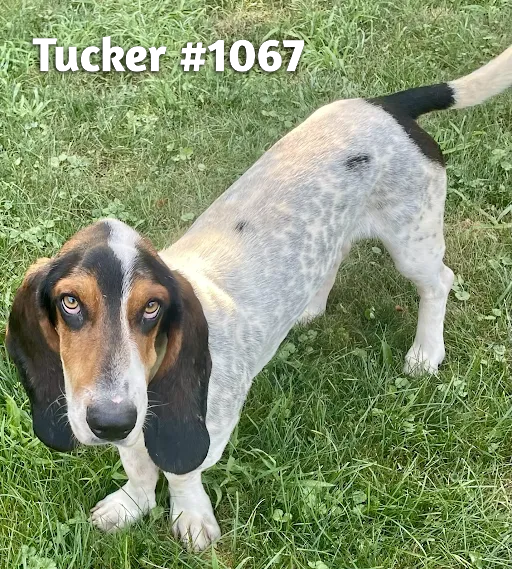 1067Tucker.PNG
