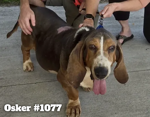 1077Osker.PNG