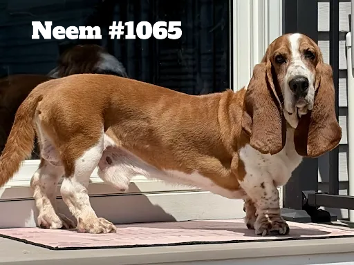 1065Neem.PNG