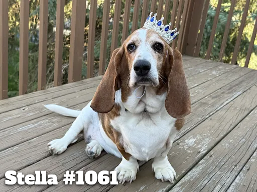 1061Stella.PNG